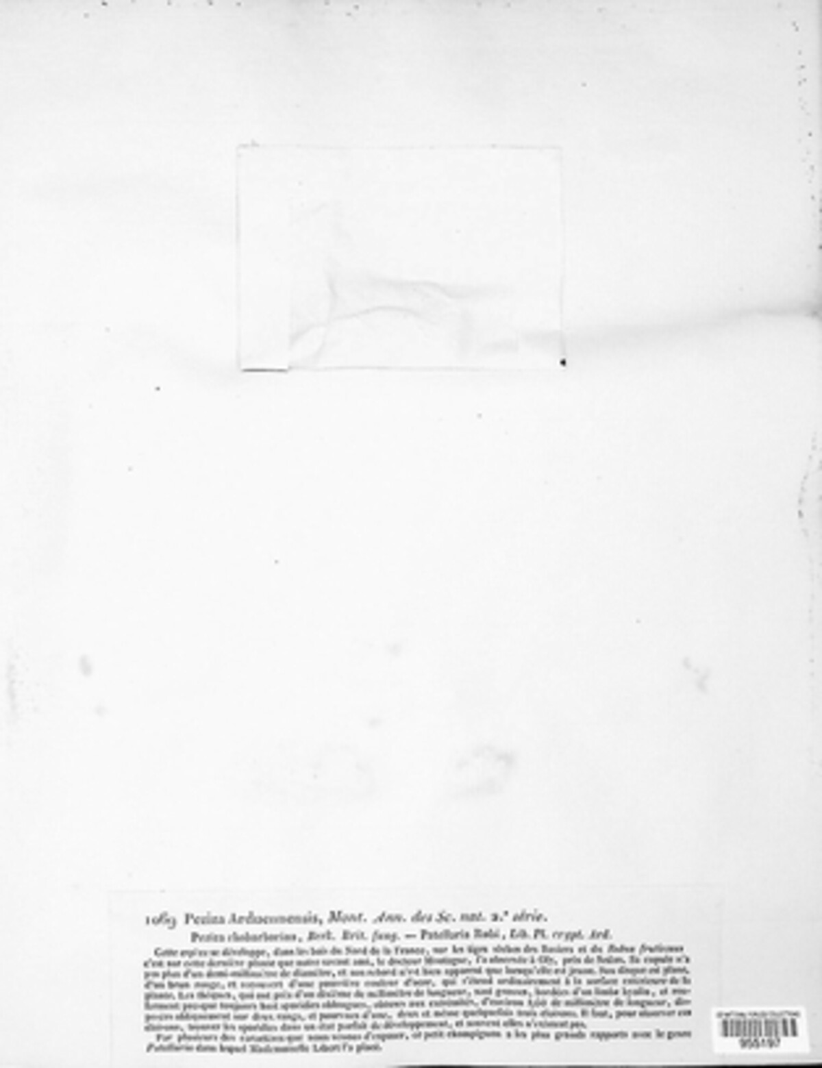 Peziza arduennensis image